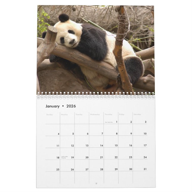 Giant Panda Bear Calendar, Giant Panda Bears Calendar (Jan 2026)