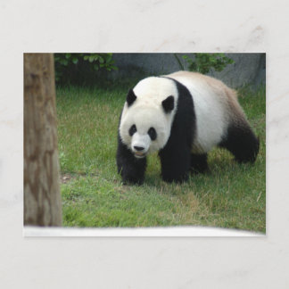 Giant Panda Bear Postcard