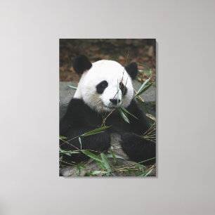 Giant panda canvas print
