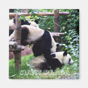 Giant Panda, China (Fridge Magnet) Magnet