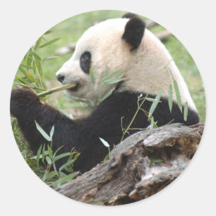 Giant Panda Classic Round Sticker