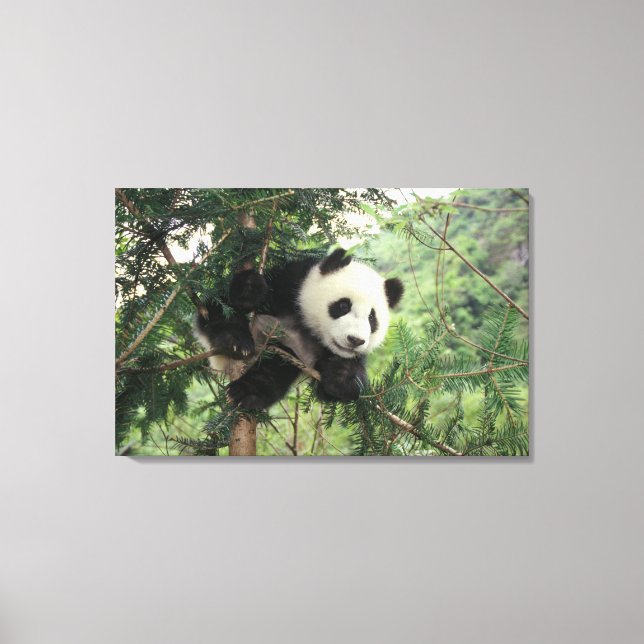 Giant Panda cub climbs a tree, Wolong Valley, Canvas Print (Front)