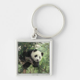 Giant Panda cub climbs a tree, Wolong Valley, Keychain