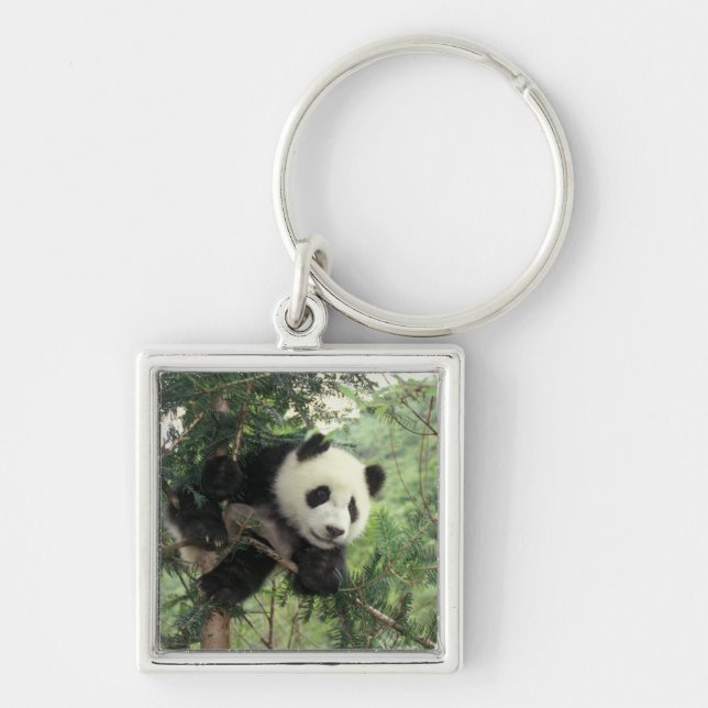 Giant Panda cub climbs a tree, Wolong Valley, Keychain (Front)