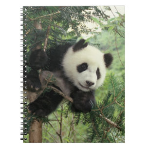 Giant Panda cub climbs a tree, Wolong Valley, Notebook