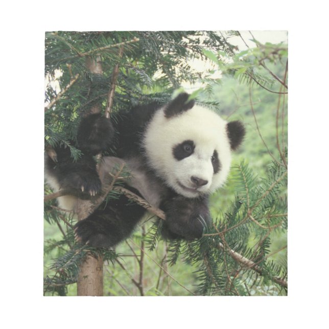Giant Panda cub climbs a tree, Wolong Valley, Notepad (Front)