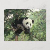 Giant Panda cub climbs a tree, Wolong Valley,