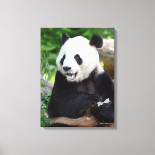 Giant Panda Eating Bamboo Canvas Print