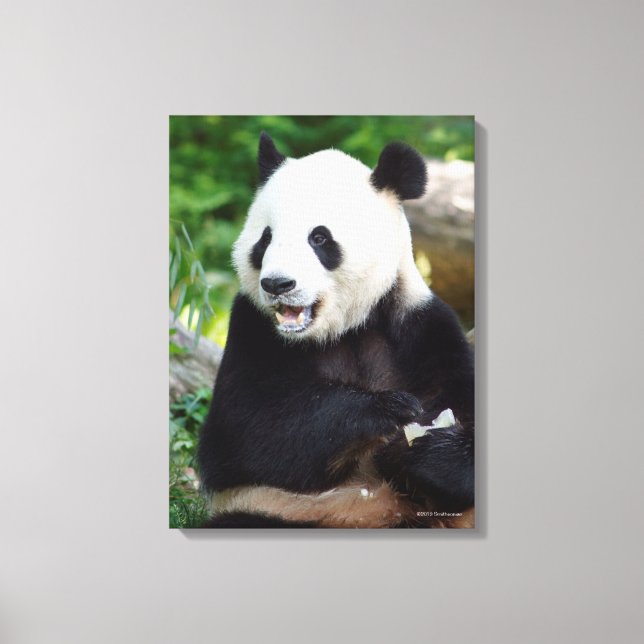 Giant Panda Eating Bamboo Canvas Print (Front)