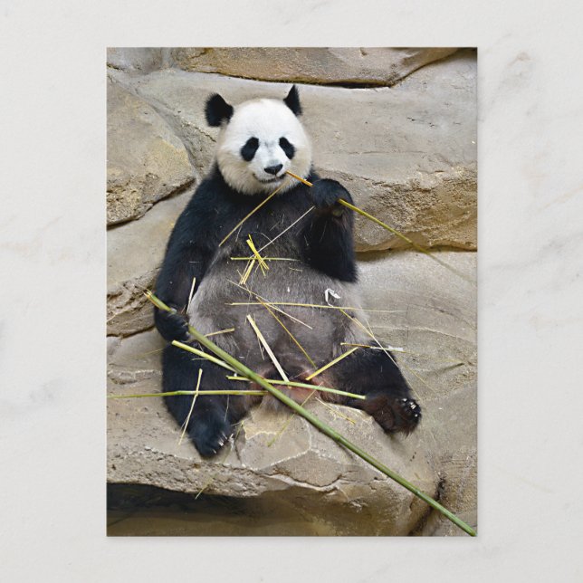 Giant panda eating bamboo holiday postcard (Front)