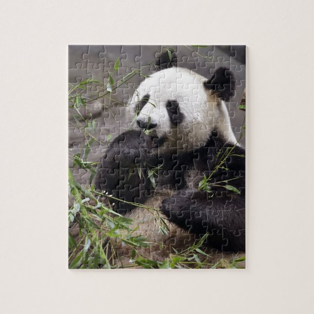 Giant panda eating bamboo jigsaw puzzle (Vertical)
