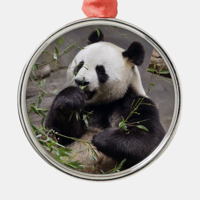 Giant panda eating bamboo metal ornament (Front)