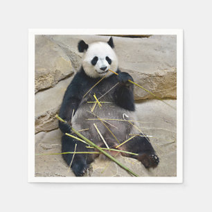 Giant panda eating bamboo   napkin