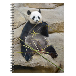 Giant panda eating bamboo   notebook