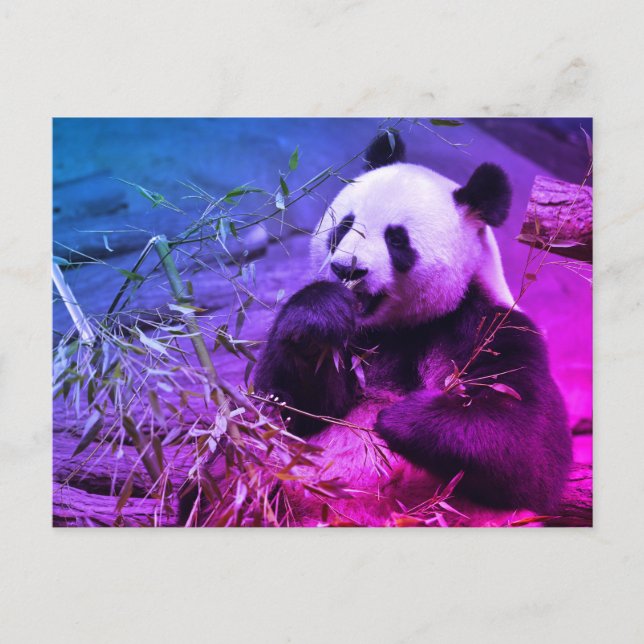 Giant panda eating bamboo postcard (Front)