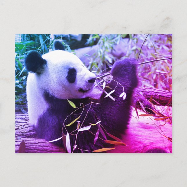 Giant panda eating bamboo postcard (Front)