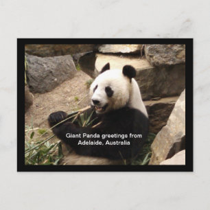 Giant panda greetings card