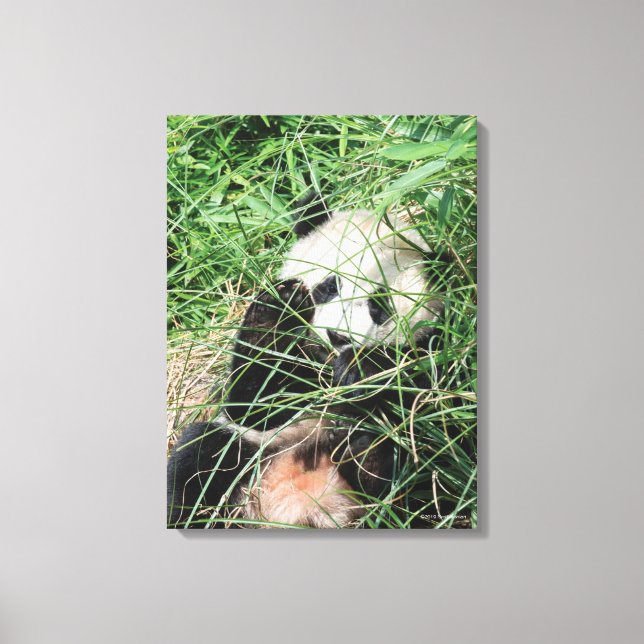 Giant Panda Hiding In Grass Canvas Print (Front)