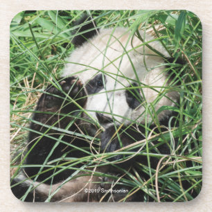 Giant Panda Hiding In Grass Coaster