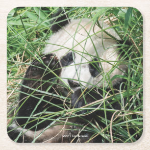 Giant Panda Hiding In Grass Square Paper Coaster
