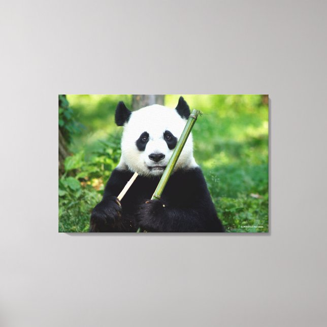 Giant Panda Holding Bamboo Canvas Print (Front)