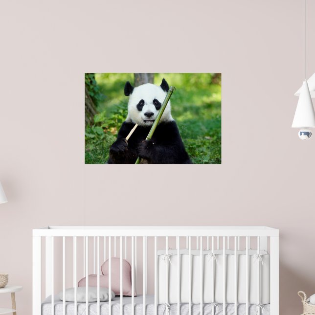 Giant Panda Holding Bamboo Poster | Zazzle