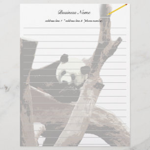 Giant panda in a wild animal zoo photography.