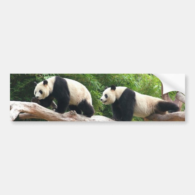 Giant panda in a wild animal zoo photography. bumper sticker (Front)