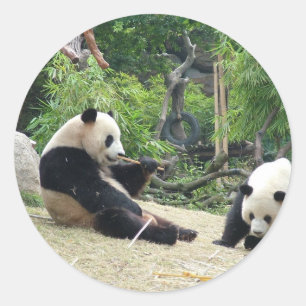 Giant panda in a wild animal zoo photography. classic round sticker