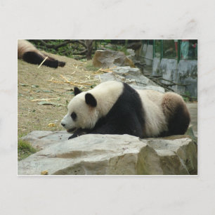 Giant panda in a wild animal zoo photography. postcard