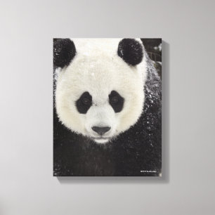 Giant Panda in Snow Canvas Print