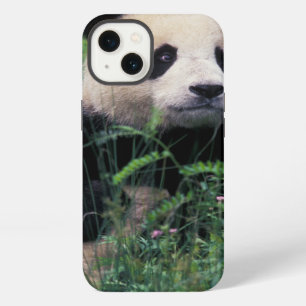 Giant panda in the grass, Wolong Valley, Sichuan iPhone 13 Case
