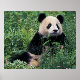 Giant panda in the grass, Wolong Valley, Sichuan Poster