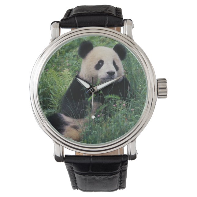 Giant panda in the grass, Wolong Valley, Sichuan Watch (Front)