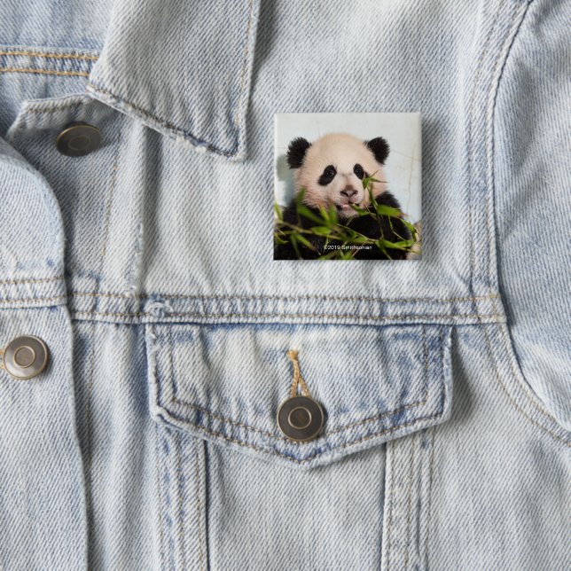 Giant Panda leaning Against Wall 2 Inch Square Button (In Situ)