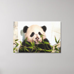 Giant Panda leaning Against Wall Canvas Print