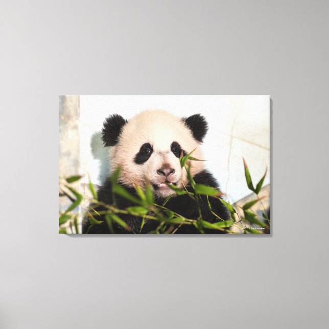 Giant Panda leaning Against Wall Canvas Print (Front)