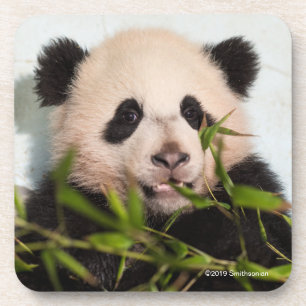 Giant Panda leaning Against Wall Coaster