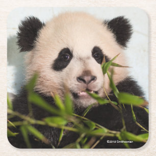 Giant Panda leaning Against Wall Square Paper Coaster