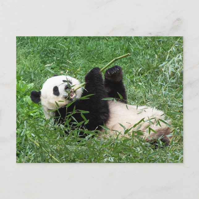 Giant Panda Lounging Eating Bamboo Postcard (Front)