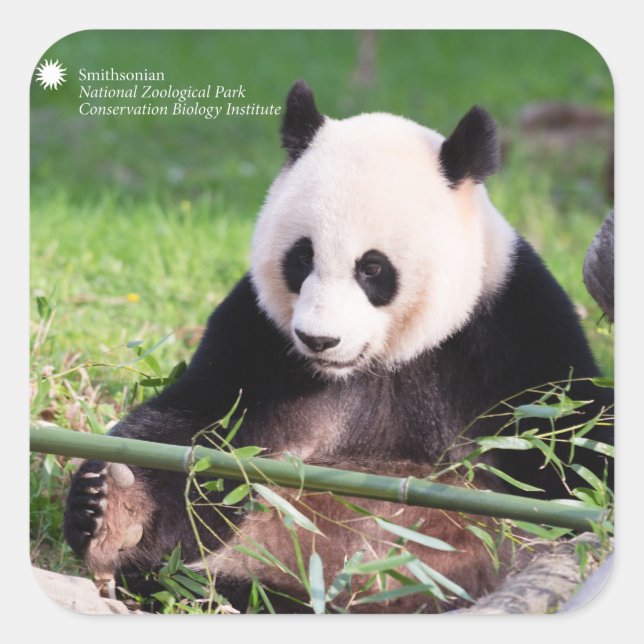 Giant Panda Mei Xiang Square Sticker (Front)