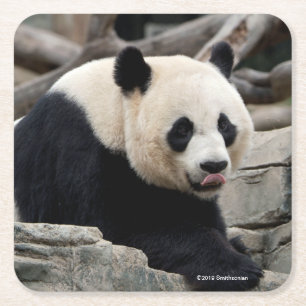 Giant Panda on Rocks Square Paper Coaster