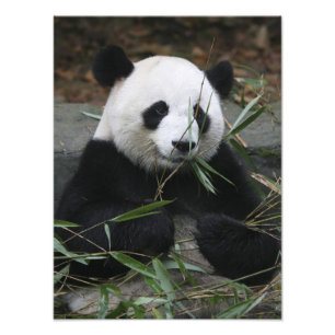 Giant panda photo print