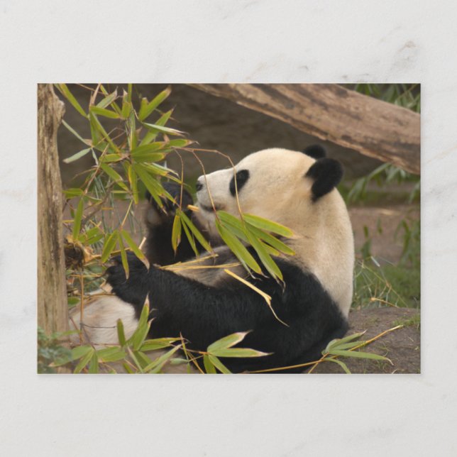 Giant Panda Postcard (Front)