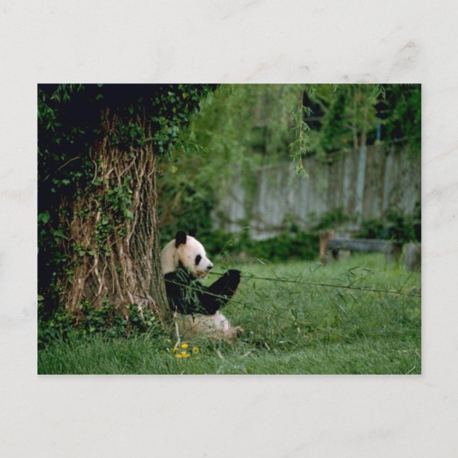 Giant Panda Postcard (Front)