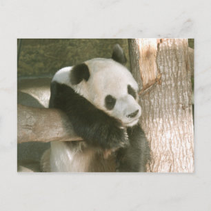 Giant Panda Postcard