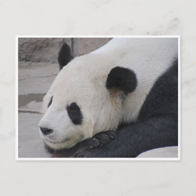 giant panda postcard (Front)