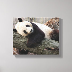 Giant Panda Relaxing and Hugging Tree Branch Canvas Print