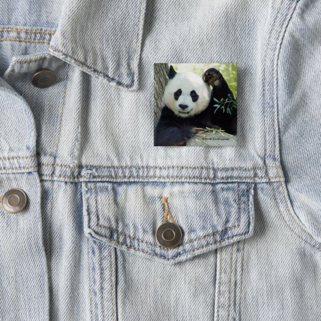 Giant Panda Resting Against Tree 2 Inch Square Button (In Situ)