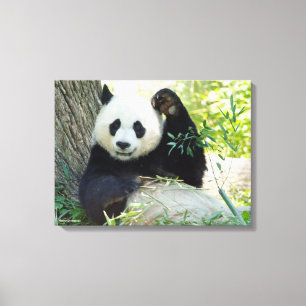 Giant Panda Resting Against Tree Canvas Print